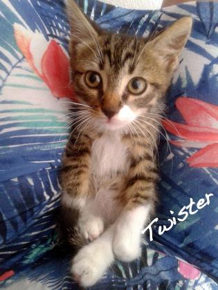 Maxcotea | Foto de Twister - Gato, Raza: Gato común europeo | Maxcotea, Adopción de mascotas. Adopción de perros. Adopción de gatos.