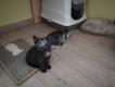 Maxcotea | Foto de Reina - Gato, Raza: Gato común europeo | 🌸Reina🌸 | Maxcotea, Adopción de mascotas. Adopción de perros. Adopción de gatos.