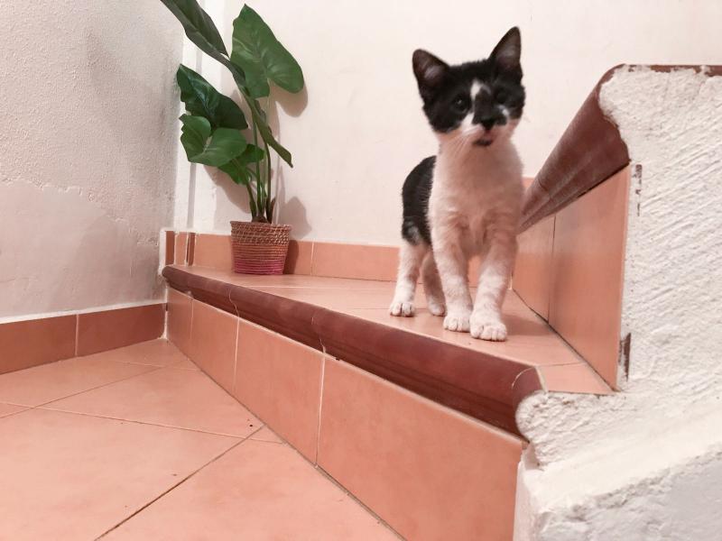 Maxcotea | Foto de Cheer - Gato, Raza: Gato común europeo | 🌸Cheer🌸 | Maxcotea, Adopción de mascotas. Adopción de perros. Adopción de gatos.