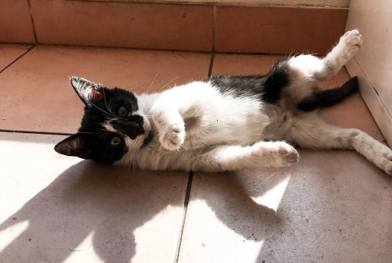 Maxcotea | Foto de Cheer - Gato, Raza: Gato común europeo | 🌸Cheer🌸 | Maxcotea, Adopción de mascotas. Adopción de perros. Adopción de gatos.