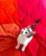 Maxcotea | Foto de Madonna - Gato, Raza: Gato común europeo | 🌸Madonna🌸 | Maxcotea, Adopción de mascotas. Adopción de perros. Adopción de gatos.