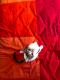 Maxcotea | Foto de Madonna - Gato, Raza: Gato común europeo | 🌸Madonna🌸 | Maxcotea, Adopción de mascotas. Adopción de perros. Adopción de gatos.
