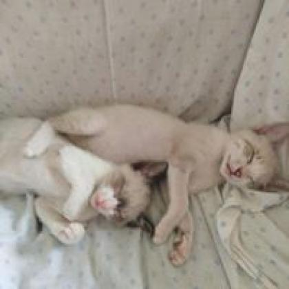 Maxcotea | Foto de COPITO - Gato, Raza: Gato común europeo | 🌸Copito y Nieve🌸 | Maxcotea, Adopción de mascotas. Adopción de perros. Adopción de gatos.