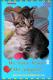 Maxcotea | Foto de KOLDO - Gato, Raza: Gato común europeo | 🌸Koldo🌸 | Maxcotea, Adopción de mascotas. Adopción de perros. Adopción de gatos.