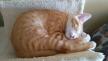 Maxcotea | Foto de Keiko - Gato, Raza: Gato común europeo | 🌸Keiko🌸 | Maxcotea, Adopción de mascotas. Adopción de perros. Adopción de gatos.