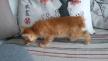 Maxcotea | Foto de katia - Gato, Raza: Gato común europeo | 🌸Katia🌸 | Maxcotea, Adopción de mascotas. Adopción de perros. Adopción de gatos.
