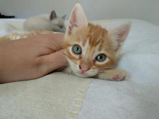 Maxcotea | Foto de Odeth - Gato, Raza: Gato común europeo | 🌸Odeth🌸 | Maxcotea, Adopción de mascotas. Adopción de perros. Adopción de gatos.