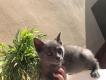 Maxcotea | Foto de Romeo y Morena - Gato, Raza: Azul Ruso
 | 🌸Rusitos🌸 | Maxcotea, Adopción de mascotas. Adopción de perros. Adopción de gatos.