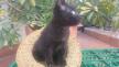 Maxcotea | Foto de Vida - Gato, Raza: Gato común europeo | 🌸Vida🌸 | Maxcotea, Adopción de mascotas. Adopción de perros. Adopción de gatos.