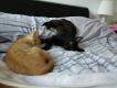Maxcotea | Foto de Vida - Gato, Raza: Gato común europeo | 🌸Vida🌸 | Maxcotea, Adopción de mascotas. Adopción de perros. Adopción de gatos.