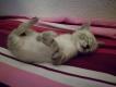 Maxcotea | Foto de Yeti - Gato, Raza: Gato común europeo | 🌸Yeti🌸 | Maxcotea, Adopción de mascotas. Adopción de perros. Adopción de gatos.