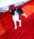 Maxcotea | Foto de Sabrina - Gato, Raza: Gato común europeo | 🌸Sabrina🌸 | Maxcotea, Adopción de mascotas. Adopción de perros. Adopción de gatos.
