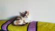 Maxcotea | Foto de Iris - Gato, Raza: Gato común europeo | 🌸Iris🌸 | Maxcotea, Adopción de mascotas. Adopción de perros. Adopción de gatos.