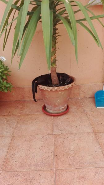 Maxcotea | Foto de COSMO - Gato, Raza: Gato común europeo | COSMO | Maxcotea, Adopción de mascotas. Adopción de perros. Adopción de gatos.