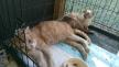 Maxcotea | Foto de Houdini - Gato, Raza: Gato común europeo | 🌸Houdini🌸 | Maxcotea, Adopción de mascotas. Adopción de perros. Adopción de gatos.