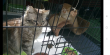 Maxcotea | Foto de Houdini - Gato, Raza: Gato común europeo | 🌸Houdini🌸 | Maxcotea, Adopción de mascotas. Adopción de perros. Adopción de gatos.