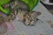 Maxcotea | Foto de Elaya - Gato, Raza: Gato común europeo | 🌸Elaya🌸 | Maxcotea, Adopción de mascotas. Adopción de perros. Adopción de gatos.