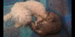 Maxcotea | Foto de Elaya - Gato, Raza: Gato común europeo | 🌸Elaya🌸 | Maxcotea, Adopción de mascotas. Adopción de perros. Adopción de gatos.