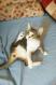 Maxcotea | Foto de Tina - Gato, Raza: Gato común europeo | 🌸Tina🌸 | Maxcotea, Adopción de mascotas. Adopción de perros. Adopción de gatos.