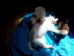 Maxcotea | Foto de Peter Pan - Gato, Raza: Gato común europeo | 🌸Peter Pan🌸 | Maxcotea, Adopción de mascotas. Adopción de perros. Adopción de gatos.