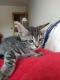 Maxcotea | Foto de Dannae - Gato, Raza: Gato común europeo | 🌸 Dannae🌸 | Maxcotea, Adopción de mascotas. Adopción de perros. Adopción de gatos.