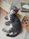 Maxcotea | Foto de Dalia - Gato, Raza: Gato común europeo | 🌸Dalia🌸 | Maxcotea, Adopción de mascotas. Adopción de perros. Adopción de gatos.