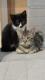 Maxcotea | Foto de Zipi - Gato, Raza: Gato común europeo | 🌸Zipi🌸 | Maxcotea, Adopción de mascotas. Adopción de perros. Adopción de gatos.