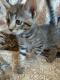 Maxcotea | Foto de Darcy - Gato, Raza: Gato común europeo | 🌸Darcy🌸 | Maxcotea, Adopción de mascotas. Adopción de perros. Adopción de gatos.