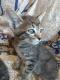 Maxcotea | Foto de Darcy - Gato, Raza: Gato común europeo | 🌸Darcy🌸 | Maxcotea, Adopción de mascotas. Adopción de perros. Adopción de gatos.