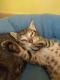 Maxcotea | Foto de Dobby - Gato, Raza: Gato común europeo | 🌸Dobby🌸 | Maxcotea, Adopción de mascotas. Adopción de perros. Adopción de gatos.