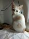 Maxcotea | Foto de Sunny - Gato, Raza: Gato común europeo | 🌸Sunny🌸 | Maxcotea, Adopción de mascotas. Adopción de perros. Adopción de gatos.