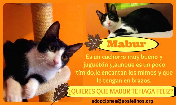 Maxcotea | Foto de Mabur - Gato, Raza: Gato común europeo | Mabur en adopción | Maxcotea, Adopción de mascotas. Adopción de perros. Adopción de gatos.