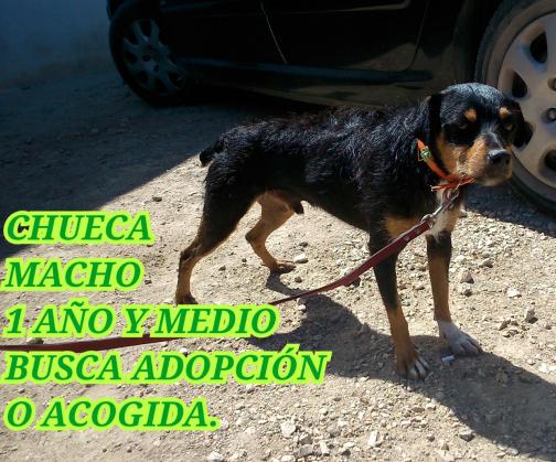 Maxcotea | Foto de Chueca - Perro, Raza: Otro | Chueca  | Maxcotea, Adopción de mascotas. Adopción de perros. Adopción de gatos.