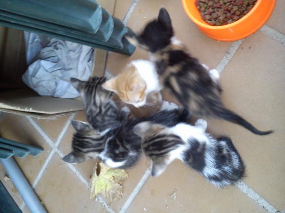 Maxcotea | Foto de Gatitos - Gato, Raza: Gato común europeo | Gatillos | Maxcotea, Adopción de mascotas. Adopción de perros. Adopción de gatos.