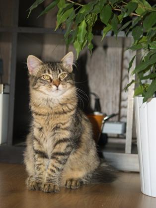 Maxcotea | Foto de Kika - Gato, Raza: Gato común europeo | Kika busca familia | Maxcotea, Adopción de mascotas. Adopción de perros. Adopción de gatos.