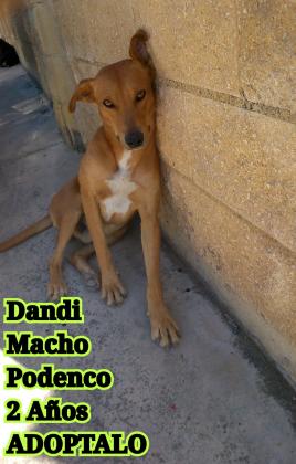 Maxcotea | Foto de Dandi - Perro, Raza: Podenco Canario
 | Maxcotea, Adopción de mascotas. Adopción de perros. Adopción de gatos.