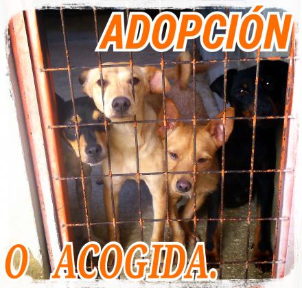 Maxcotea | Foto de HELLEN,CHICHO,MAYA Y MICHU - Perro, Raza: Otro | Maxcotea, Adopción de mascotas. Adopción de perros. Adopción de gatos.