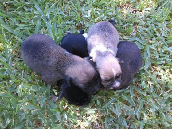 Maxcotea | Foto de Cachorritos - Perro, Raza: Otro | Maxcotea, Adopción de mascotas. Adopción de perros. Adopción de gatos.