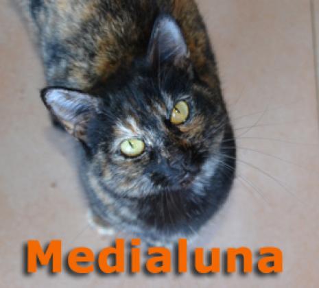 Maxcotea | Foto de Medialuna - Gato, Raza: Gato común europeo | Maxcotea, Adopción de mascotas. Adopción de perros. Adopción de gatos.
