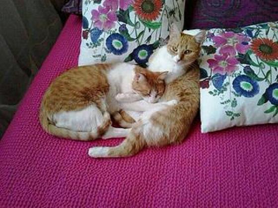 Maxcotea | Foto de Pixie y Dixie - Gato, Raza: Gato común europeo | Maxcotea, Adopción de mascotas. Adopción de perros. Adopción de gatos.