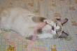 Maxcotea | Foto de Izar - Gato, Raza: Siames
 | 🌸Izar🌸 | Maxcotea, Adopción de mascotas. Adopción de perros. Adopción de gatos.