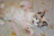 Maxcotea | Foto de Izar - Gato, Raza: Siames
 | 🌸Izar🌸 | Maxcotea, Adopción de mascotas. Adopción de perros. Adopción de gatos.