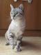 Maxcotea | Foto de Miko - Gato, Raza: Gato común europeo | 🌸Miko🌸 | Maxcotea, Adopción de mascotas. Adopción de perros. Adopción de gatos.