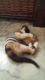 Maxcotea | Foto de Asia - Gato, Raza: Gato común europeo | 🌸Asia🌸 | Maxcotea, Adopción de mascotas. Adopción de perros. Adopción de gatos.