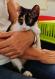 Maxcotea | Foto de Asia - Gato, Raza: Gato común europeo | 🌸Asia🌸 | Maxcotea, Adopción de mascotas. Adopción de perros. Adopción de gatos.