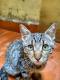 Maxcotea | Foto de Flor - Gato, Raza: Gato común europeo | 🌸 Flor🌸 | Maxcotea, Adopción de mascotas. Adopción de perros. Adopción de gatos.