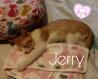Maxcotea | Foto de Jerry - Gato, Raza: Otro | Jerry | Maxcotea, Adopción de mascotas. Adopción de perros. Adopción de gatos.
