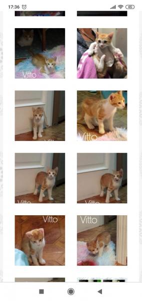 Maxcotea | Foto de Vitto - Gato, Raza: Otro | Vitto | Maxcotea, Adopción de mascotas. Adopción de perros. Adopción de gatos.