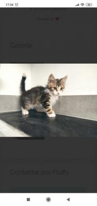 Maxcotea | Foto de Flufly - Gato, Raza: Abisinio | Maxcotea, Adopción de mascotas. Adopción de perros. Adopción de gatos.