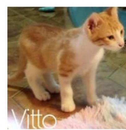 Maxcotea | Foto de Vitto - Gato, Raza: Otro | Maxcotea, Adopción de mascotas. Adopción de perros. Adopción de gatos.